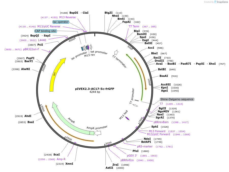 217525-plasmid-map-sequence-id-431907