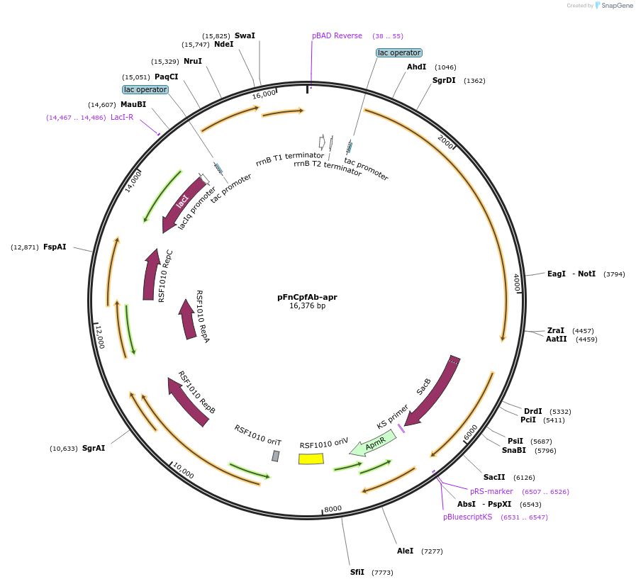 214198-plasmid-map-sequence-id-431927