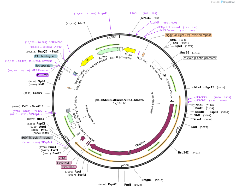 218556-plasmid-map-sequence-id-431934
