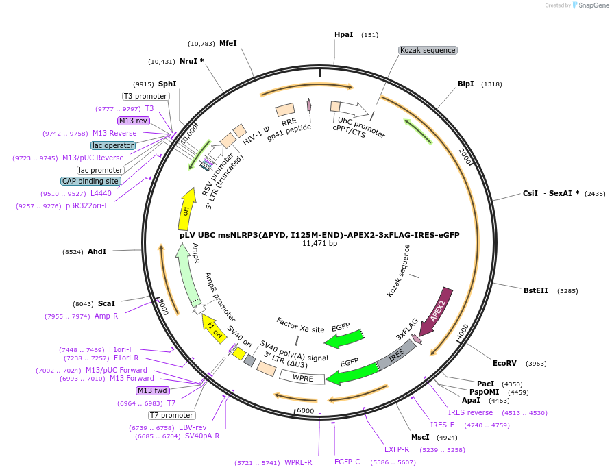 218634-plasmid-map-sequence-id-431940