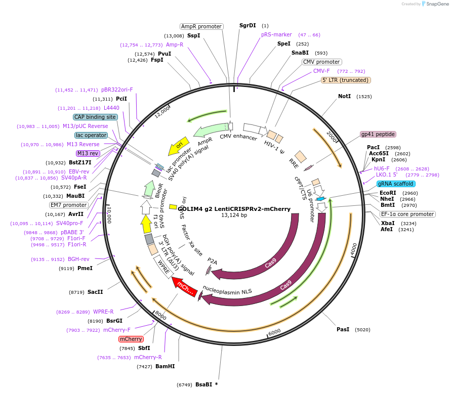 218663-plasmid-map-sequence-id-431941