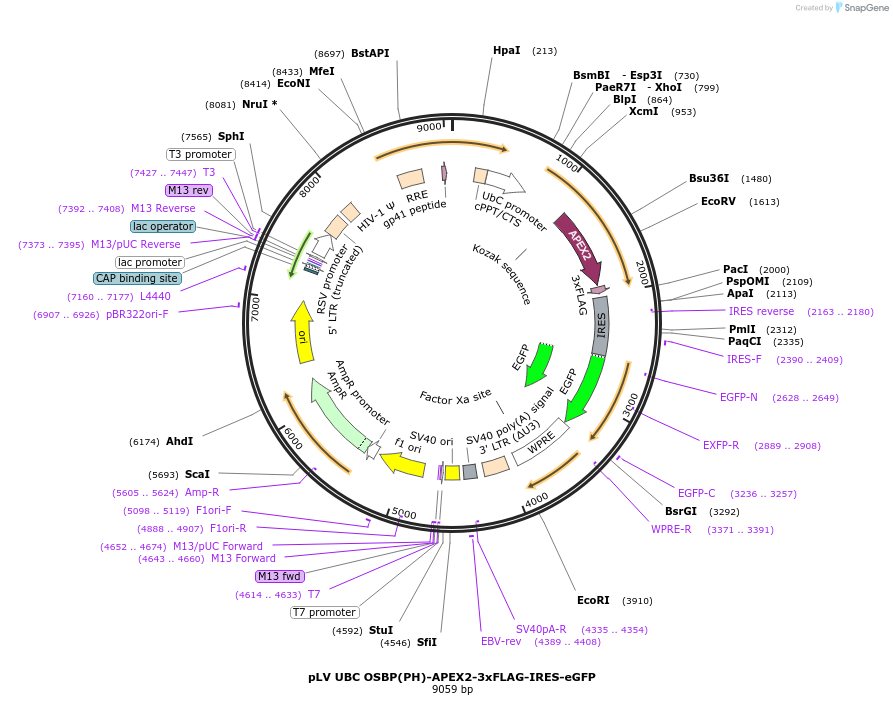 218637-plasmid-map-sequence-id-431942