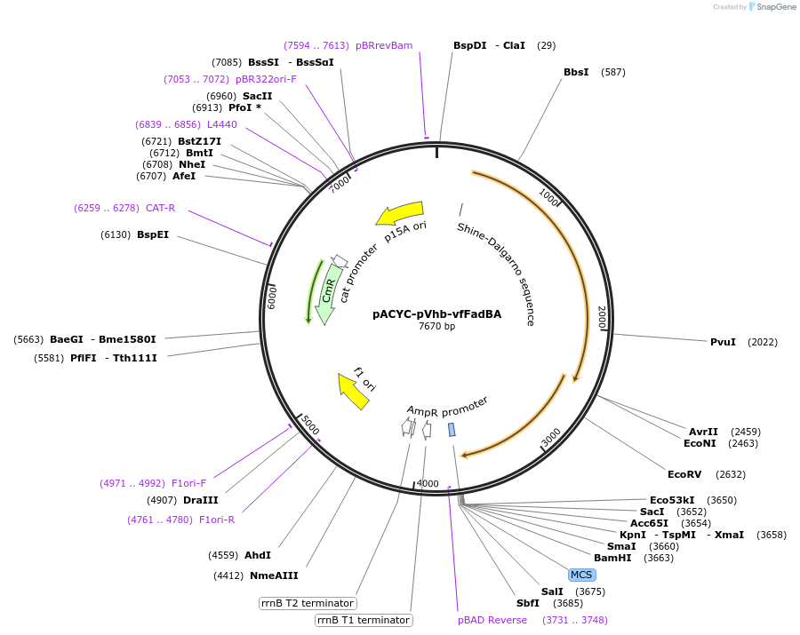 215650-plasmid-map-sequence-id-431943