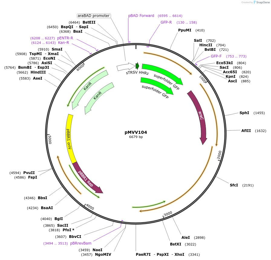 215310-plasmid-map-sequence-id-431944