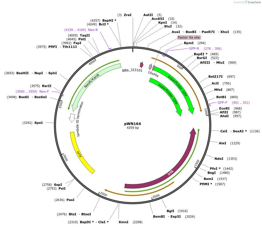 215283-plasmid-map-sequence-id-431946