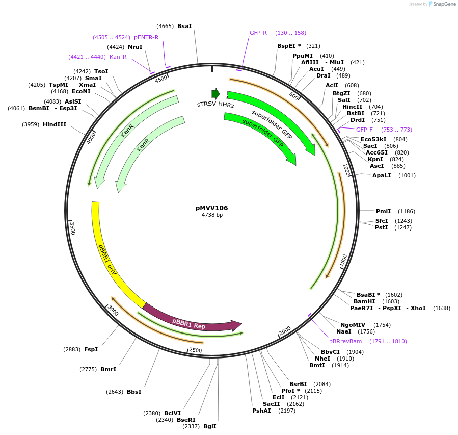 215312-plasmid-map-sequence-id-431948