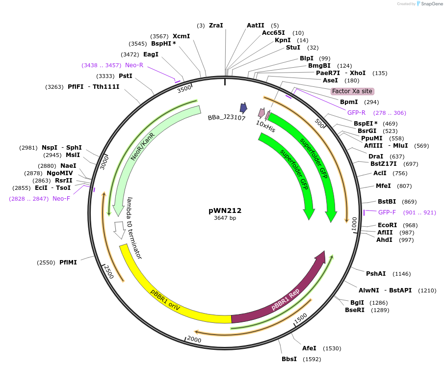 215295-plasmid-map-sequence-id-431949