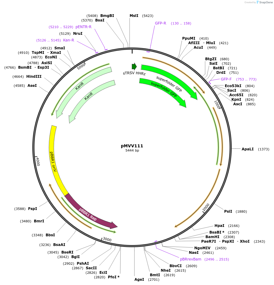 215341-plasmid-map-sequence-id-431950