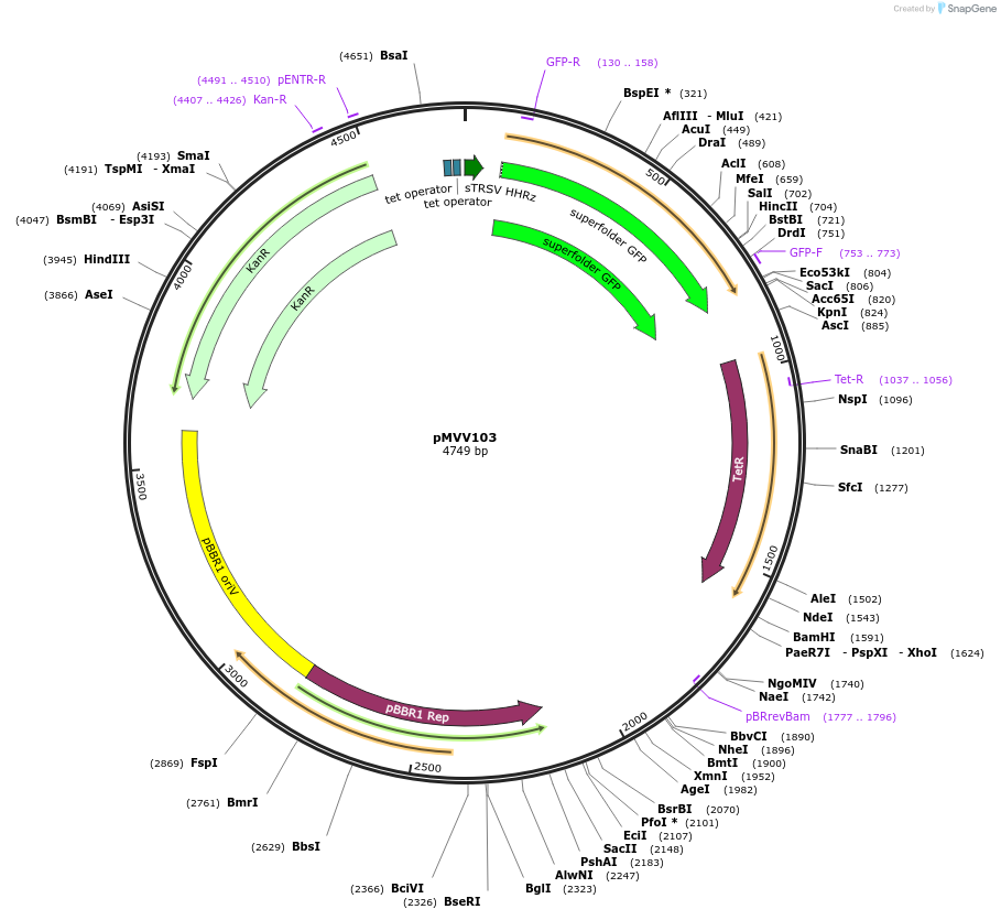 215309-plasmid-map-sequence-id-431951