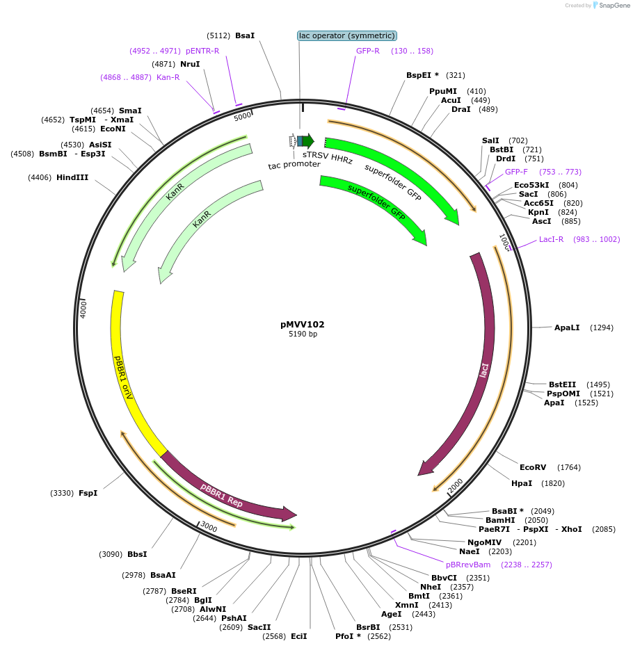 215308-plasmid-map-sequence-id-431954