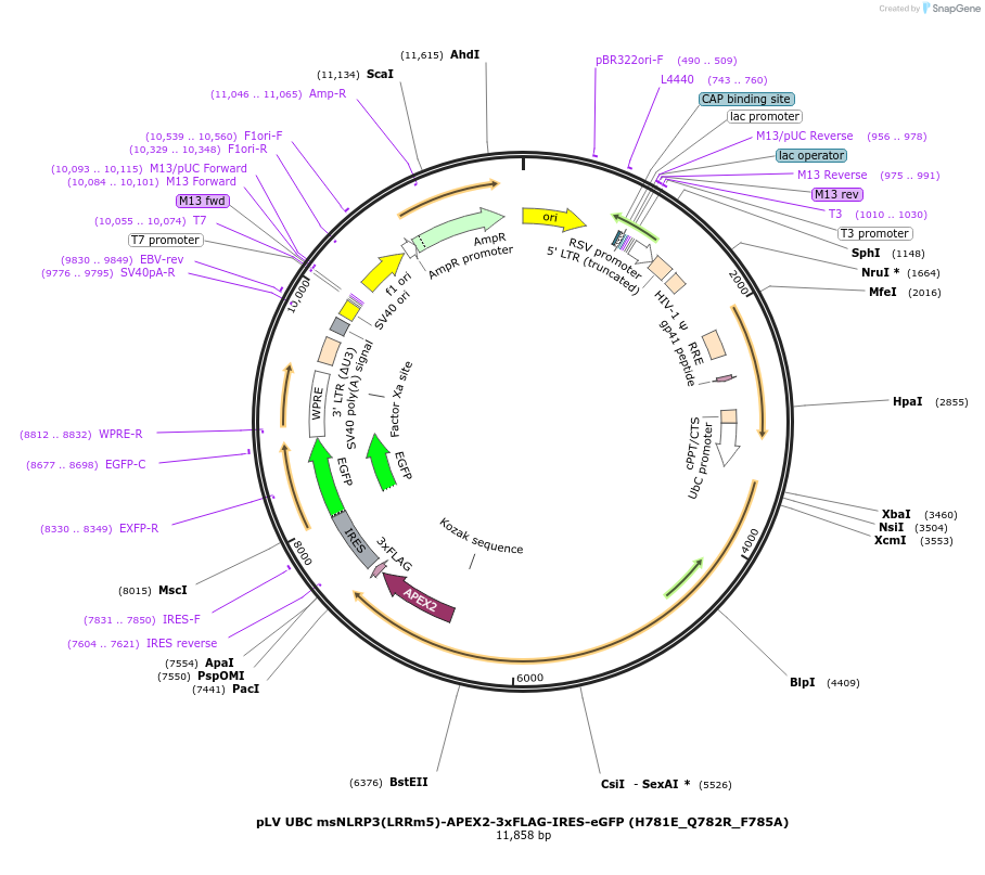 218636-plasmid-map-sequence-id-431987