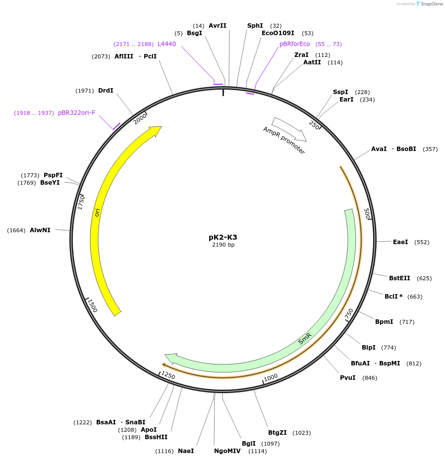 218221-plasmid-map-sequence-id-431988