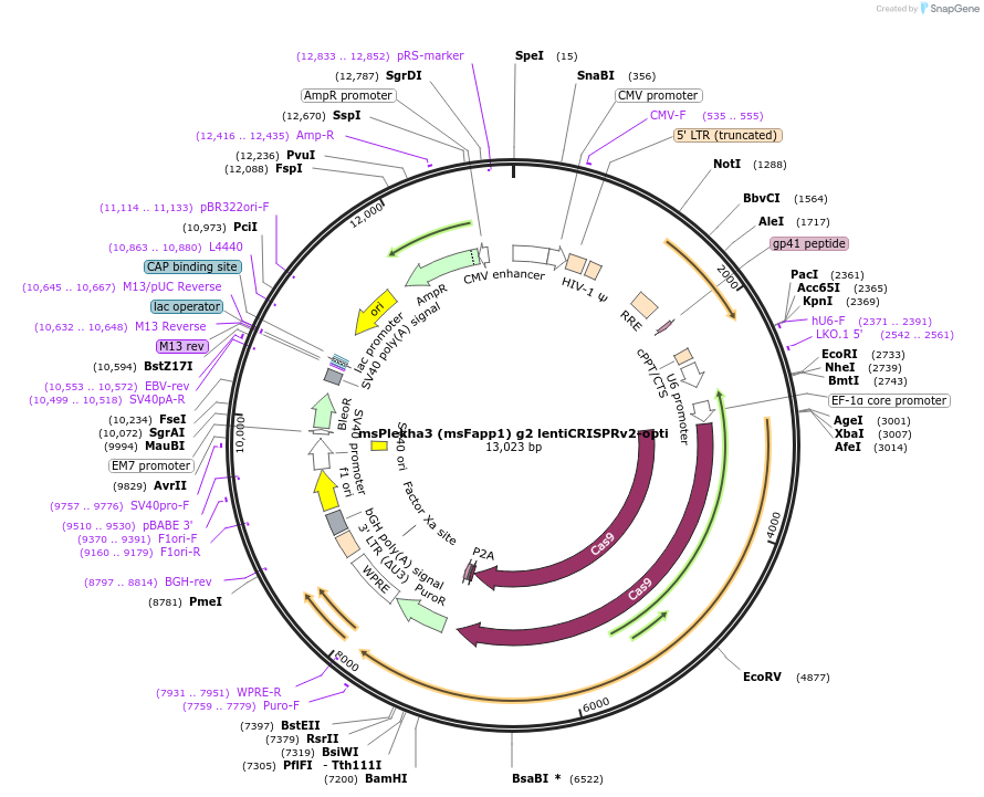 218649-plasmid-map-sequence-id-431991