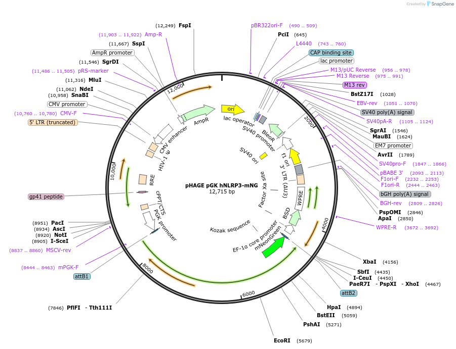 218643-plasmid-map-sequence-id-431993