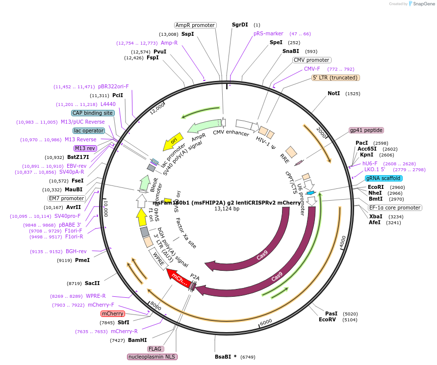 218655-plasmid-map-sequence-id-431998