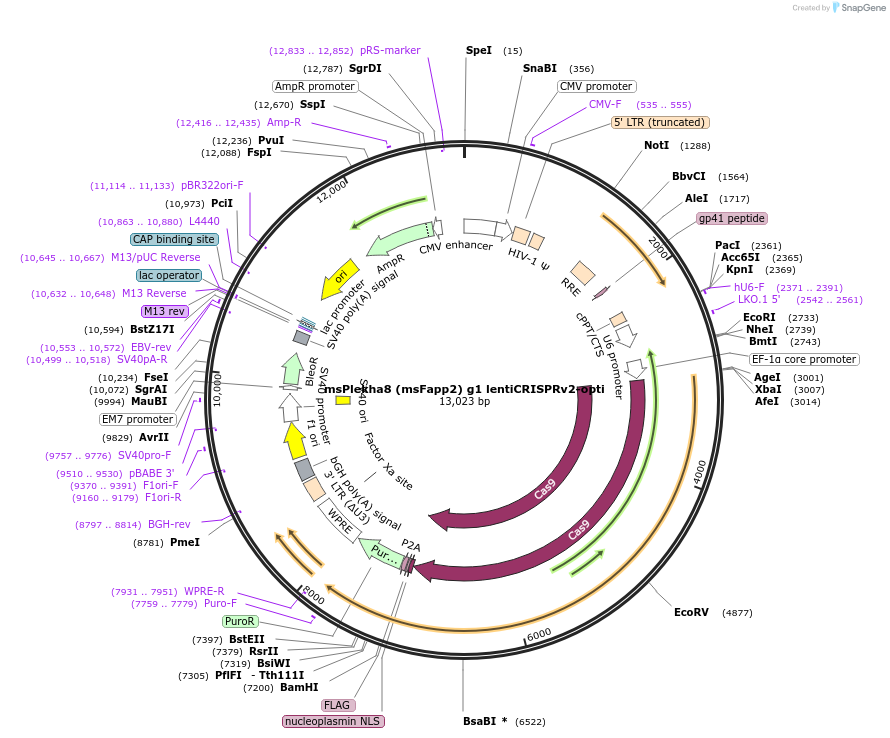 218650-plasmid-map-sequence-id-431999