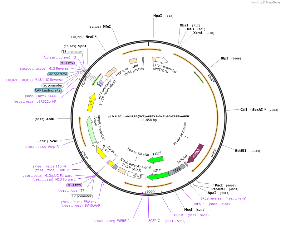 218633-plasmid-map-sequence-id-432003