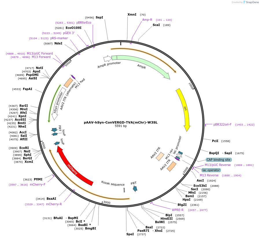 218754-plasmid-map-sequence-id-432134