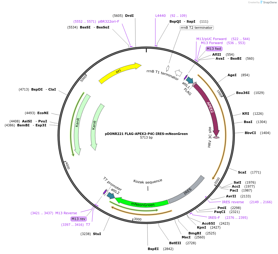 218645-plasmid-map-sequence-id-432140