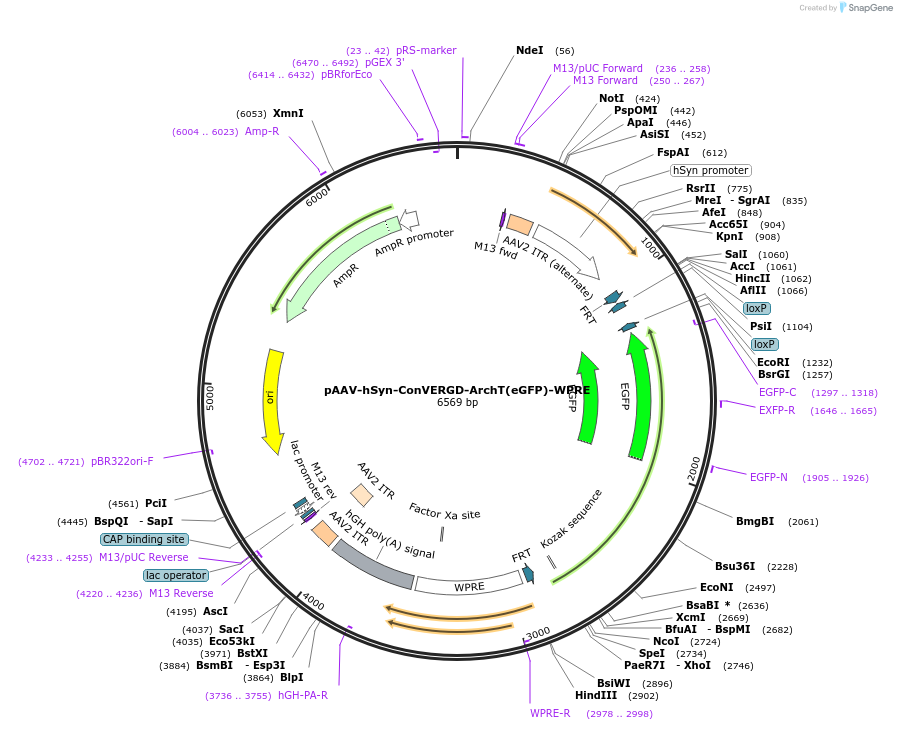 218760-plasmid-map-sequence-id-432142