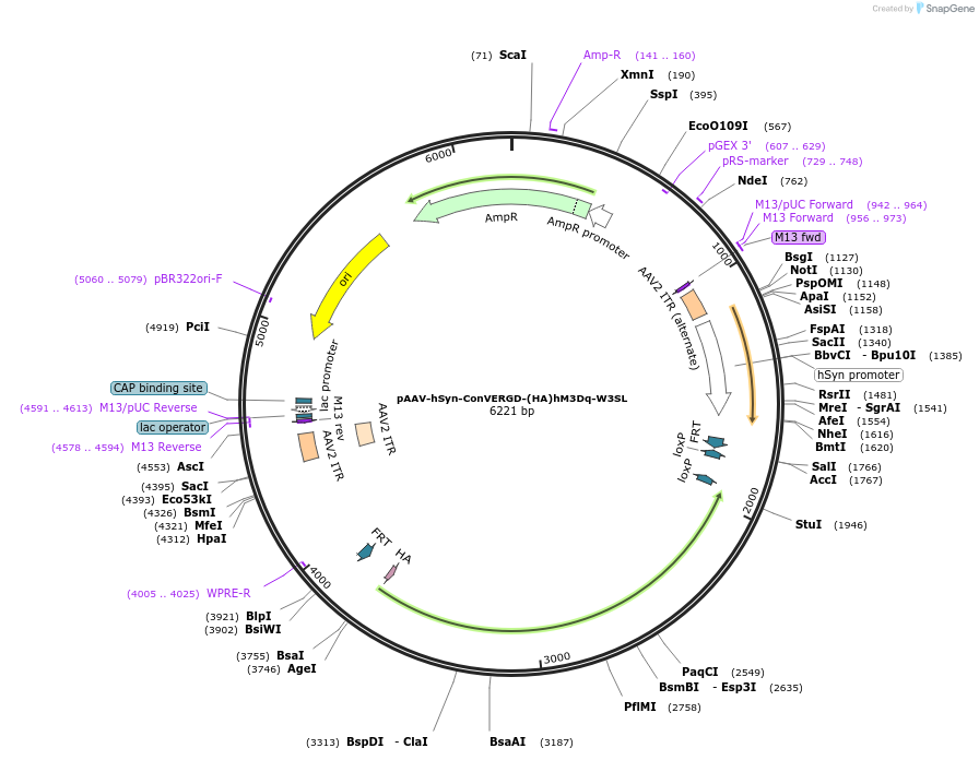 218758-plasmid-map-sequence-id-432146