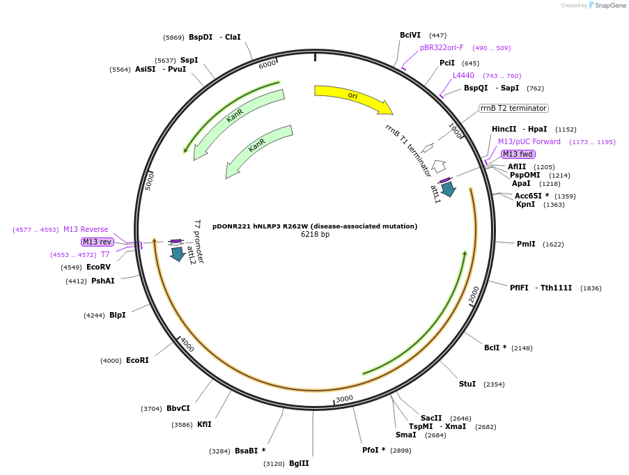 218647-plasmid-map-sequence-id-432147