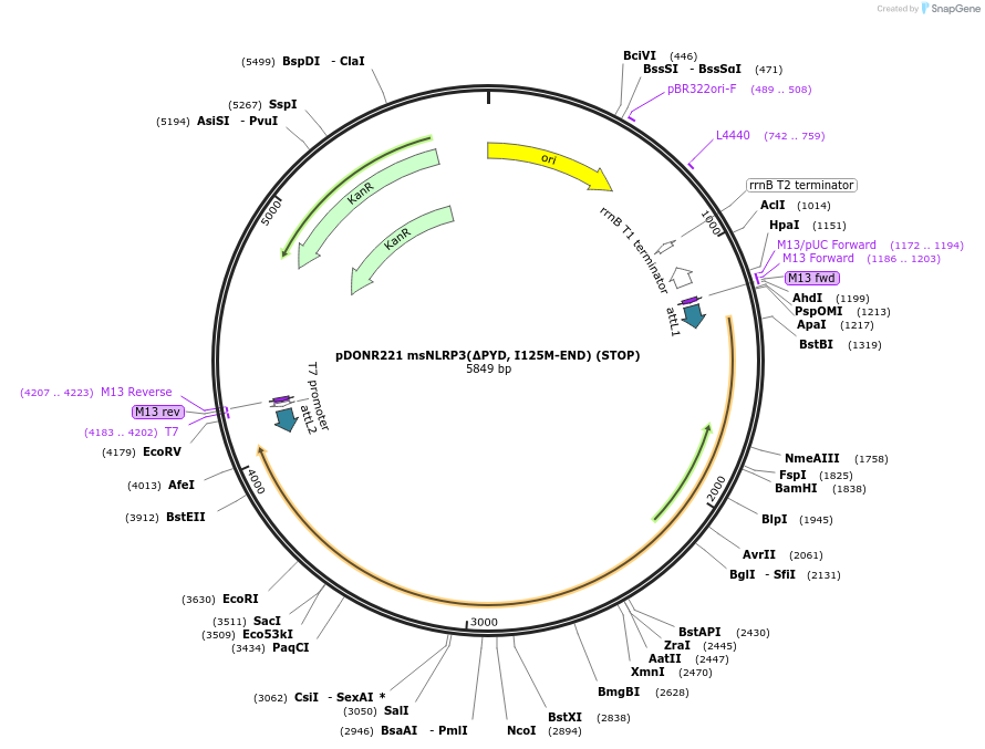 218640-plasmid-map-sequence-id-432155