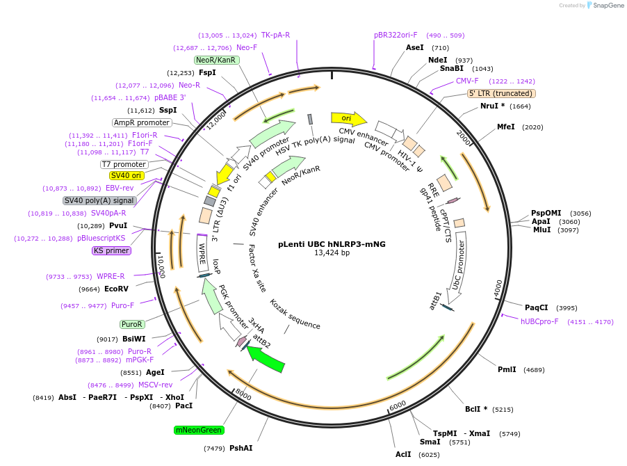 218642-plasmid-map-sequence-id-432157