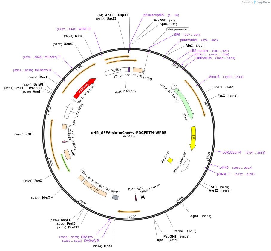 216668-plasmid-map-sequence-id-432187