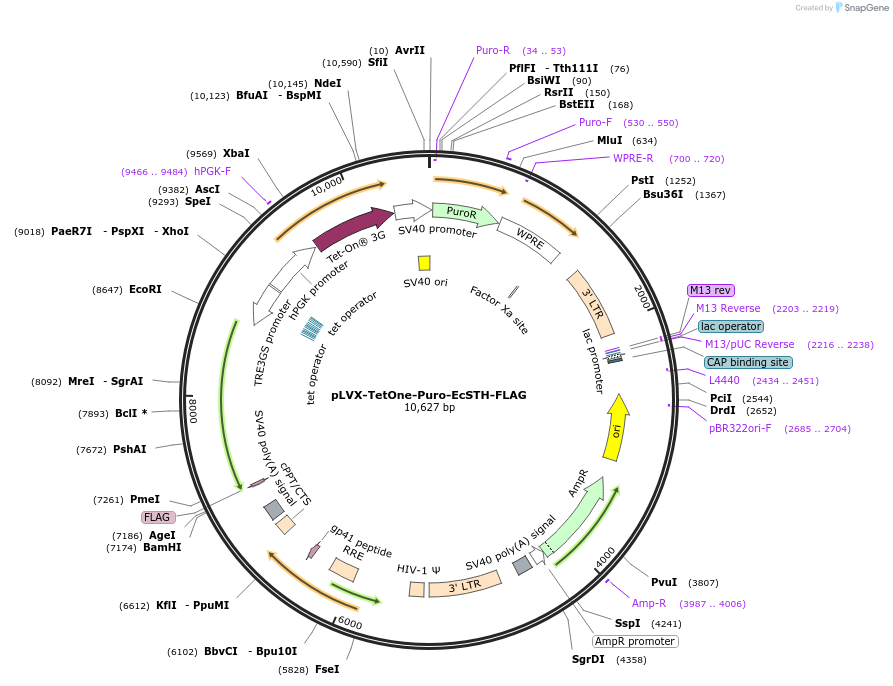 218628-plasmid-map-sequence-id-432188