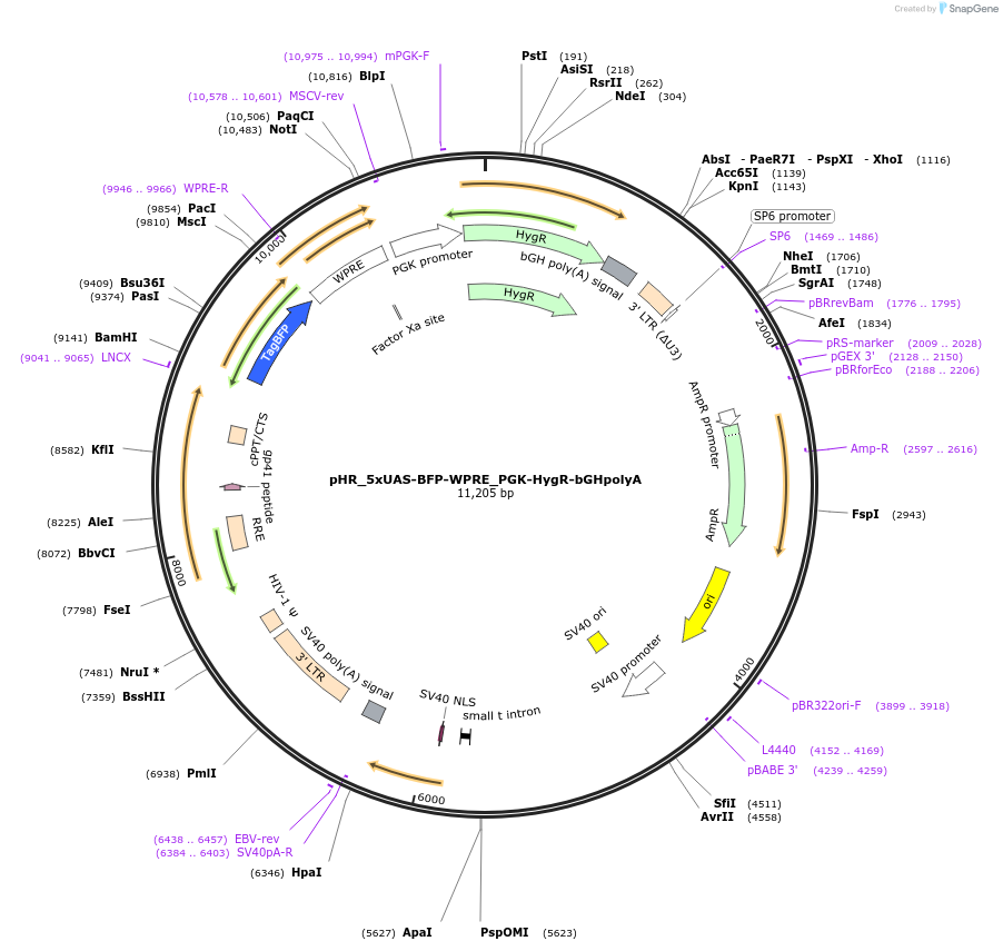 216665-plasmid-map-sequence-id-432189