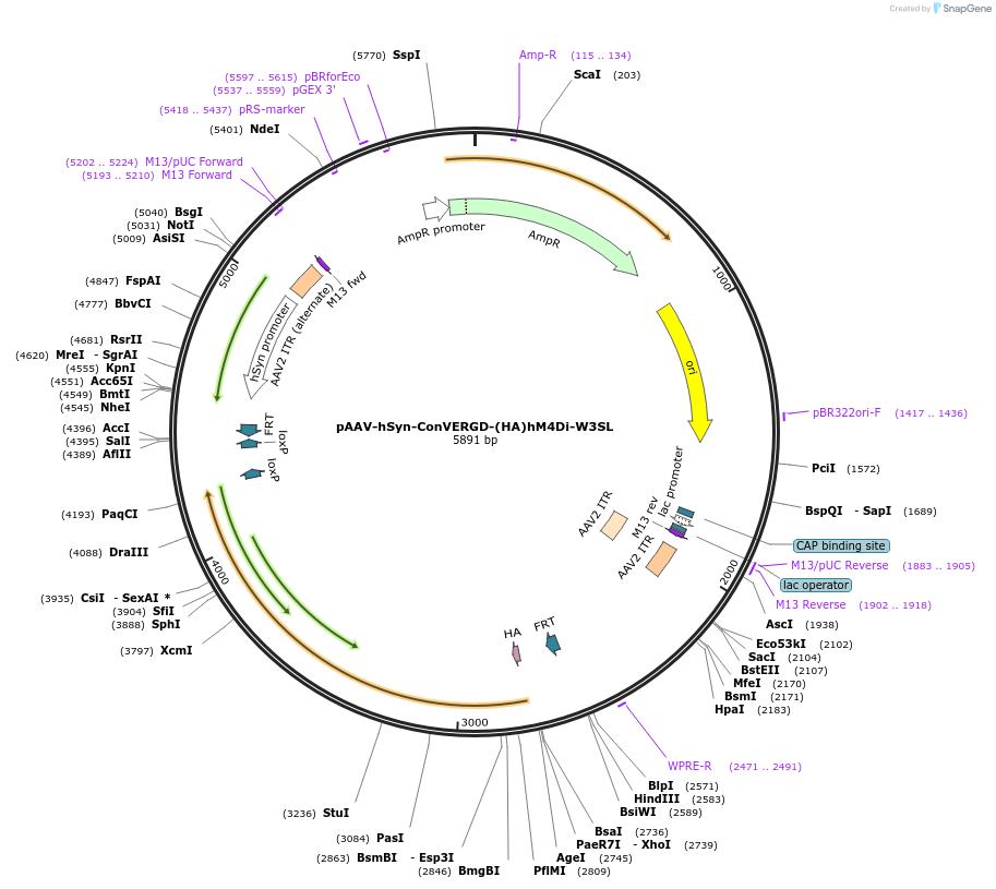 218759-plasmid-map-sequence-id-432193