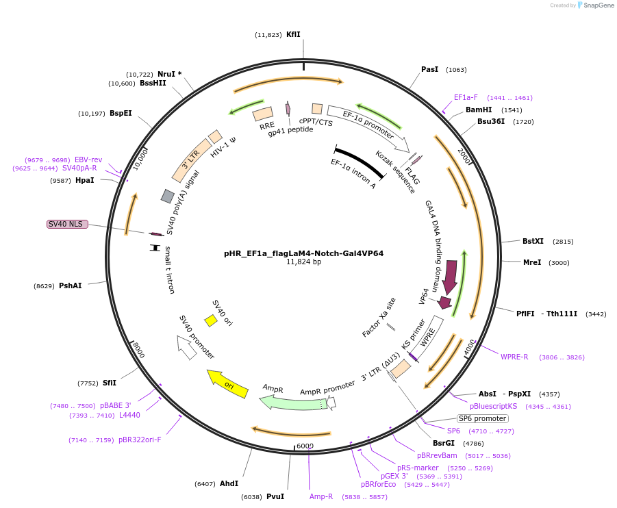 216669-plasmid-map-sequence-id-432194