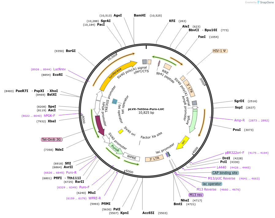 218630-plasmid-map-sequence-id-432195