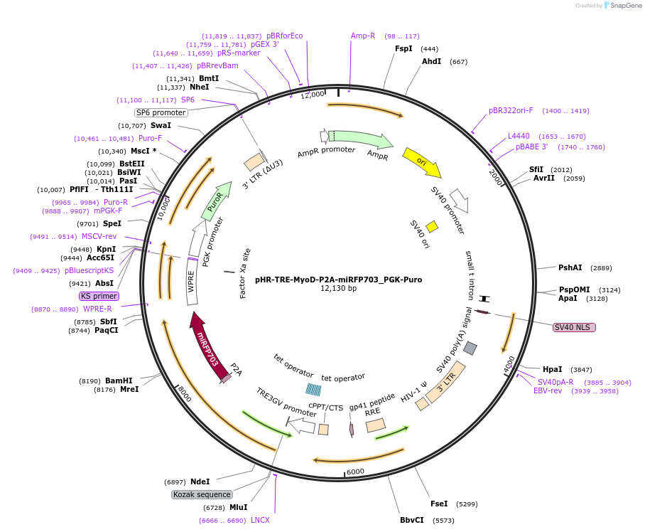 216666-plasmid-map-sequence-id-432196