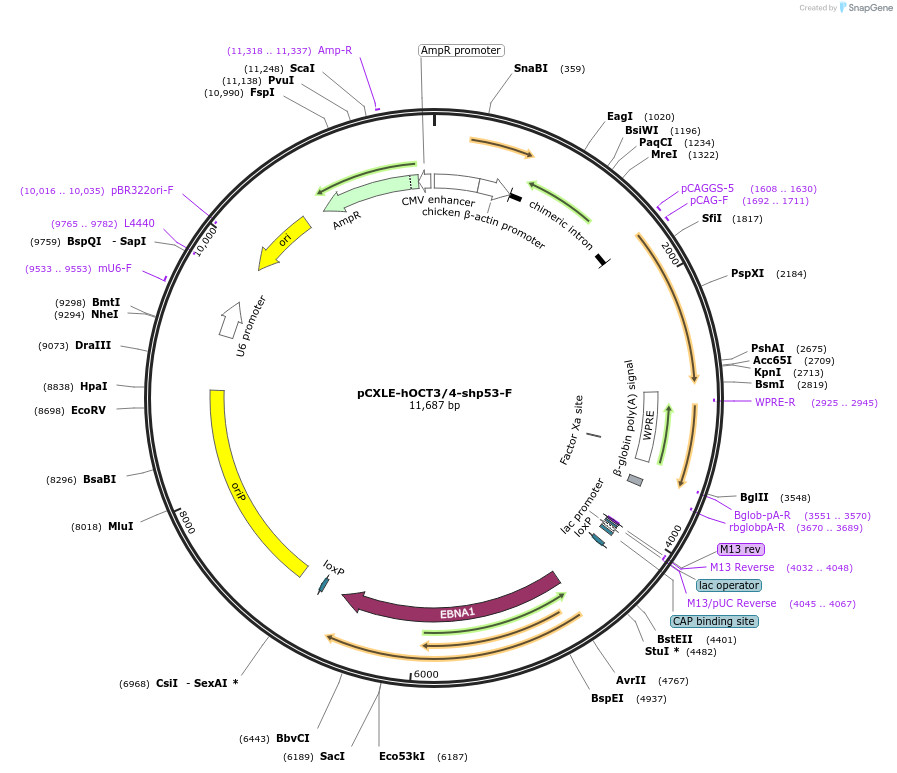 27077-plasmid-map-sequence-id-432200