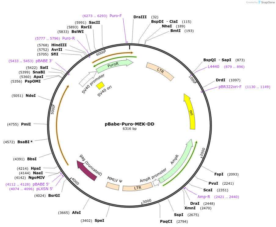 15268-plasmid-map-sequence-id-43222