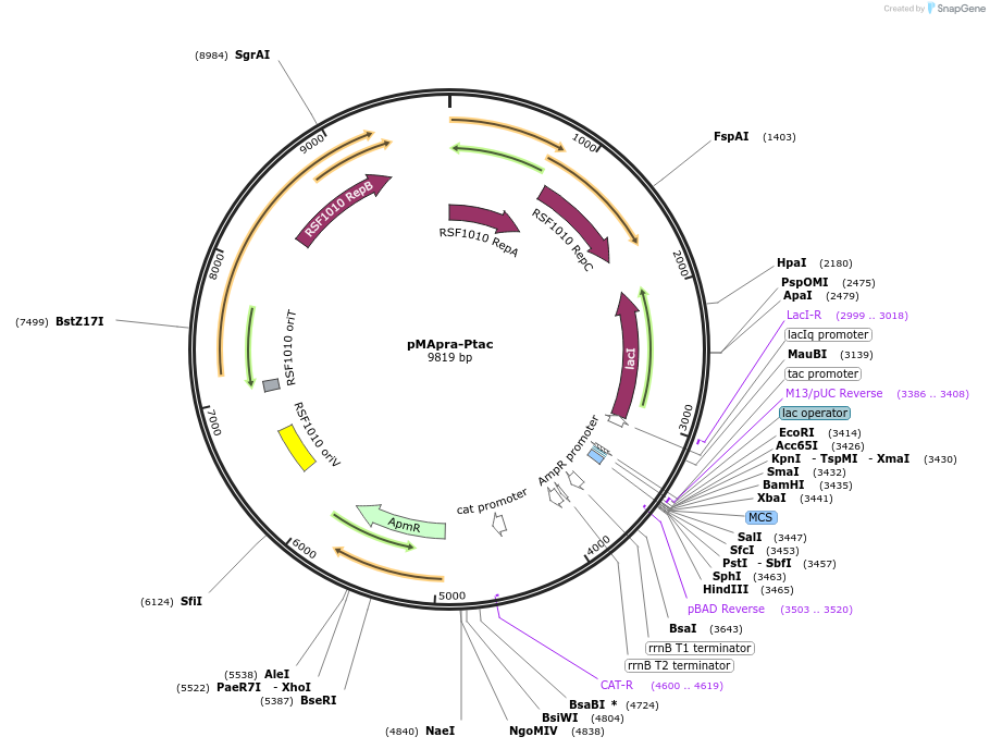 218357-plasmid-map-sequence-id-432229