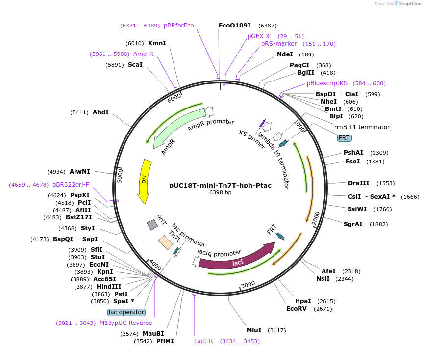 218364-plasmid-map-sequence-id-432232