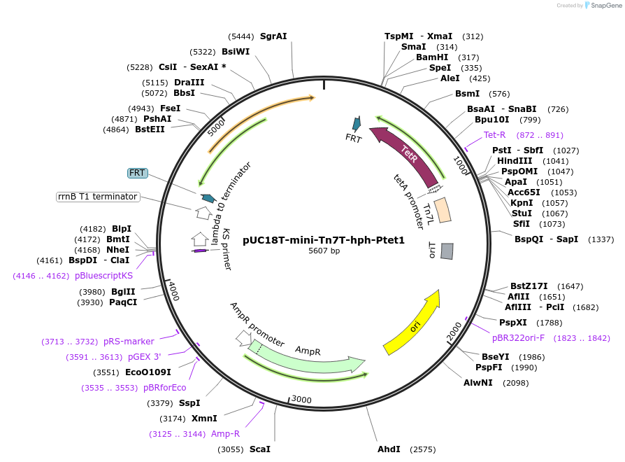 218367-plasmid-map-sequence-id-432233