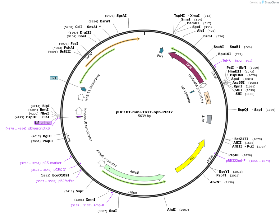 218368-plasmid-map-sequence-id-432234