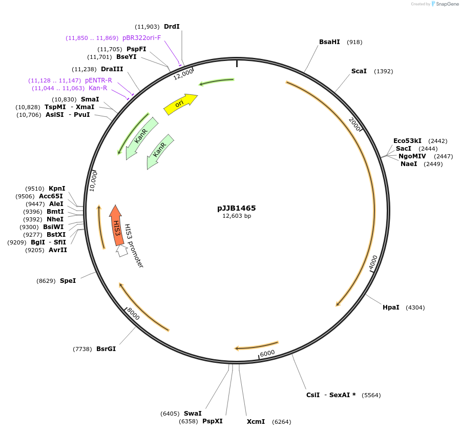 218625-plasmid-map-sequence-id-432236