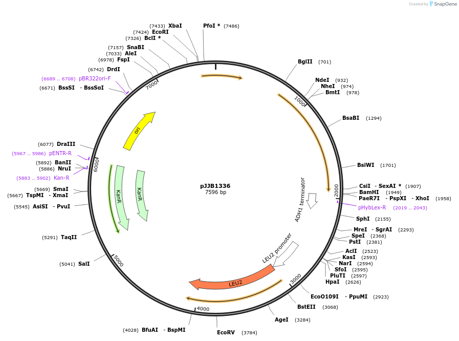 218608-plasmid-map-sequence-id-432265