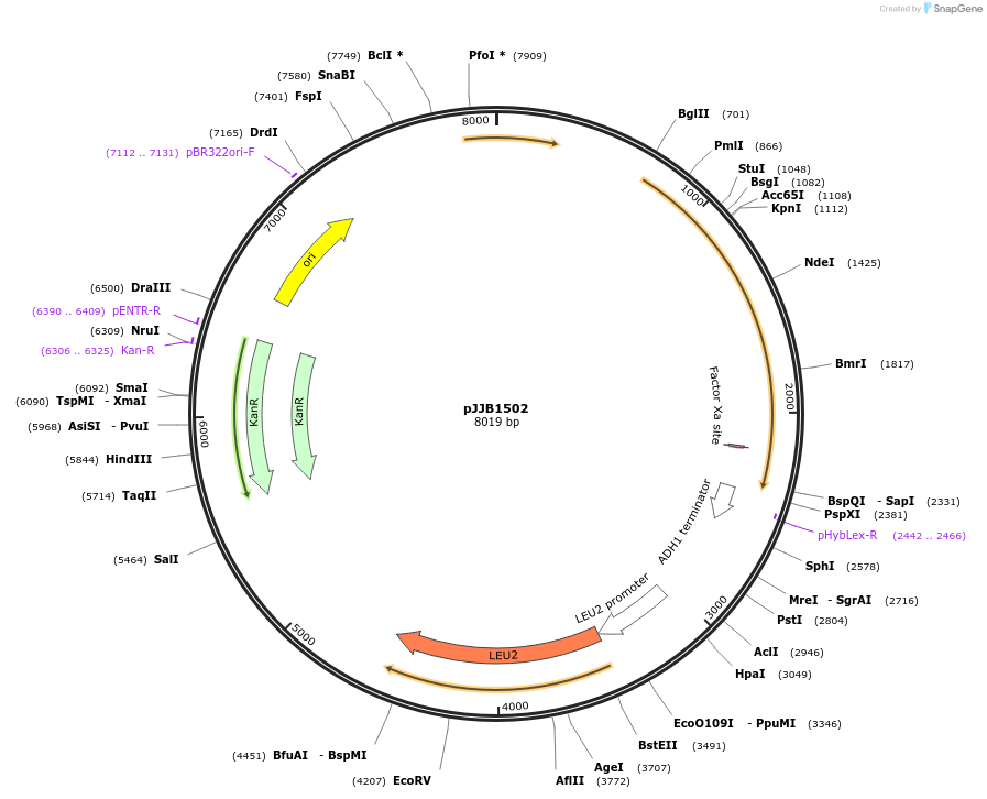 218609-plasmid-map-sequence-id-432266