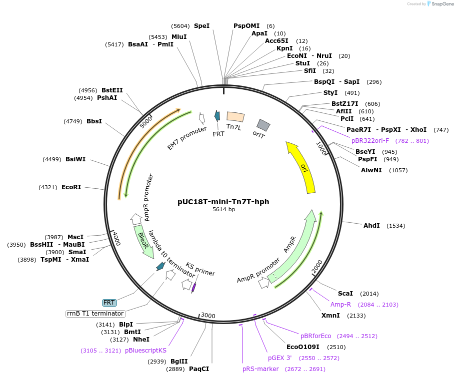 218366-plasmid-map-sequence-id-432290