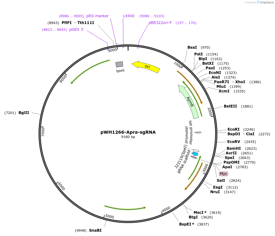 218372-plasmid-map-sequence-id-432291