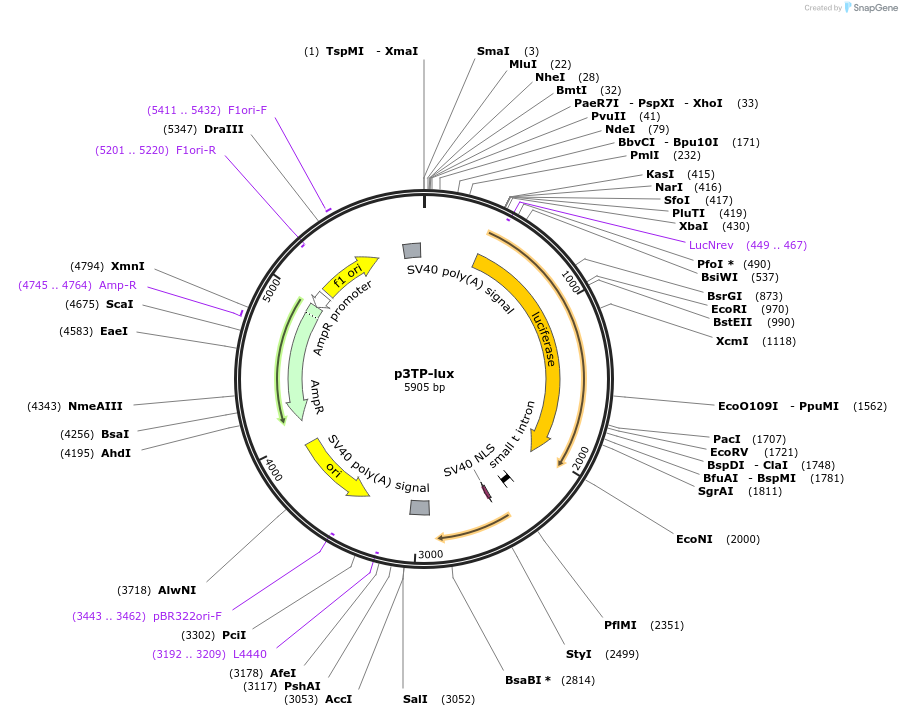 11767-plasmid-map-sequence-id-43232