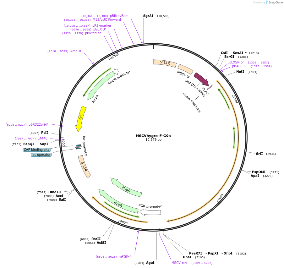 41721-plasmid-map-sequence-id-432341