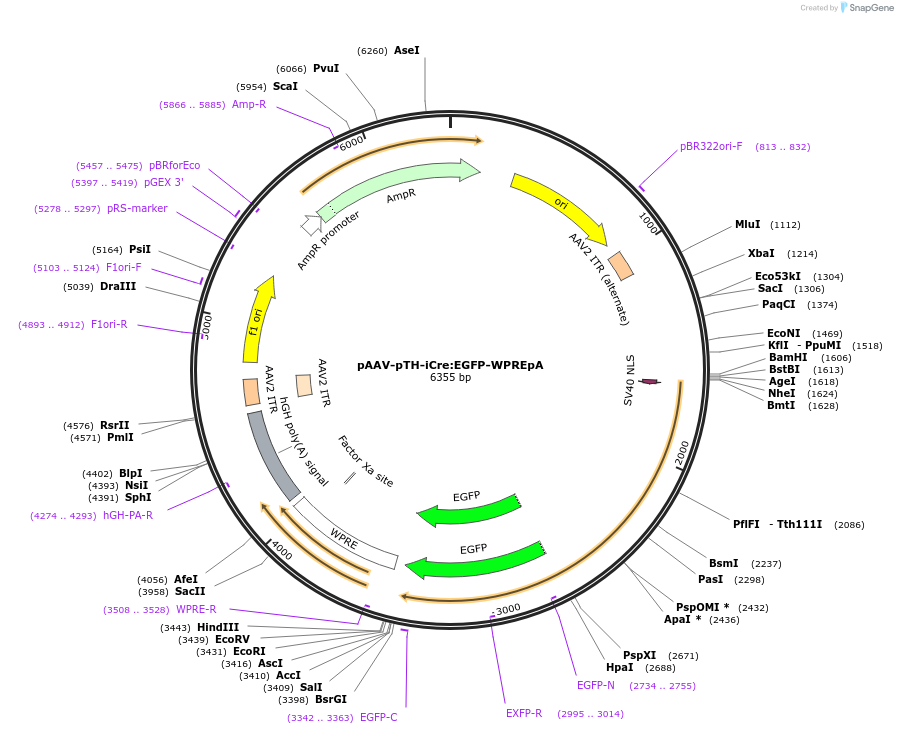 213142-plasmid-map-sequence-id-432343