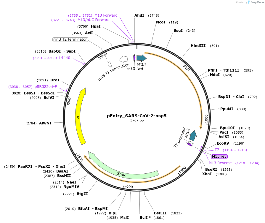 168868-plasmid-map-sequence-id-432346
